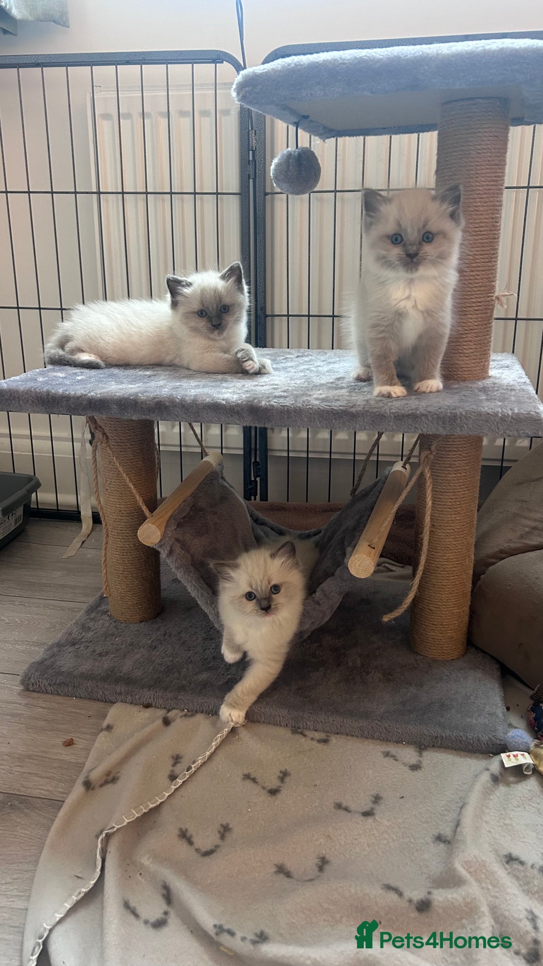 Ragdoll cats for sale: Gorgeous blue/mink ragdoll kittens 🐱💕✨  - Advert 4