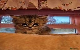 Mixed Breed cats for sale: Persian Chinchilla Cross Kittens - Image 20