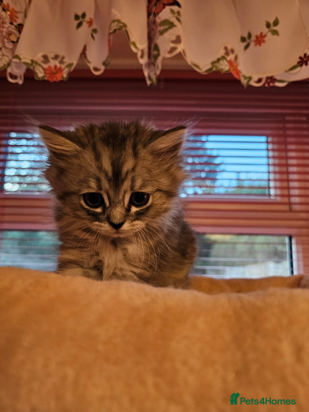 Mixed Breed cats for sale: Persian Chinchilla Cross Kittens - Image 20