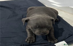 Staffordshire Bull Terrier dogs for sale: Healthy Favoured Blue Staffys for sale.  - Image 2