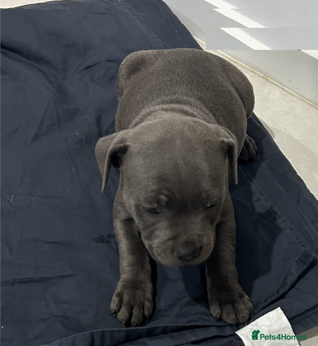 Staffordshire Bull Terrier dogs for sale: Healthy Favoured Blue Staffys for sale.  - Image 2