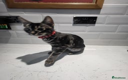 Mixed Breed cats for sale: Bengal cross - Image 2