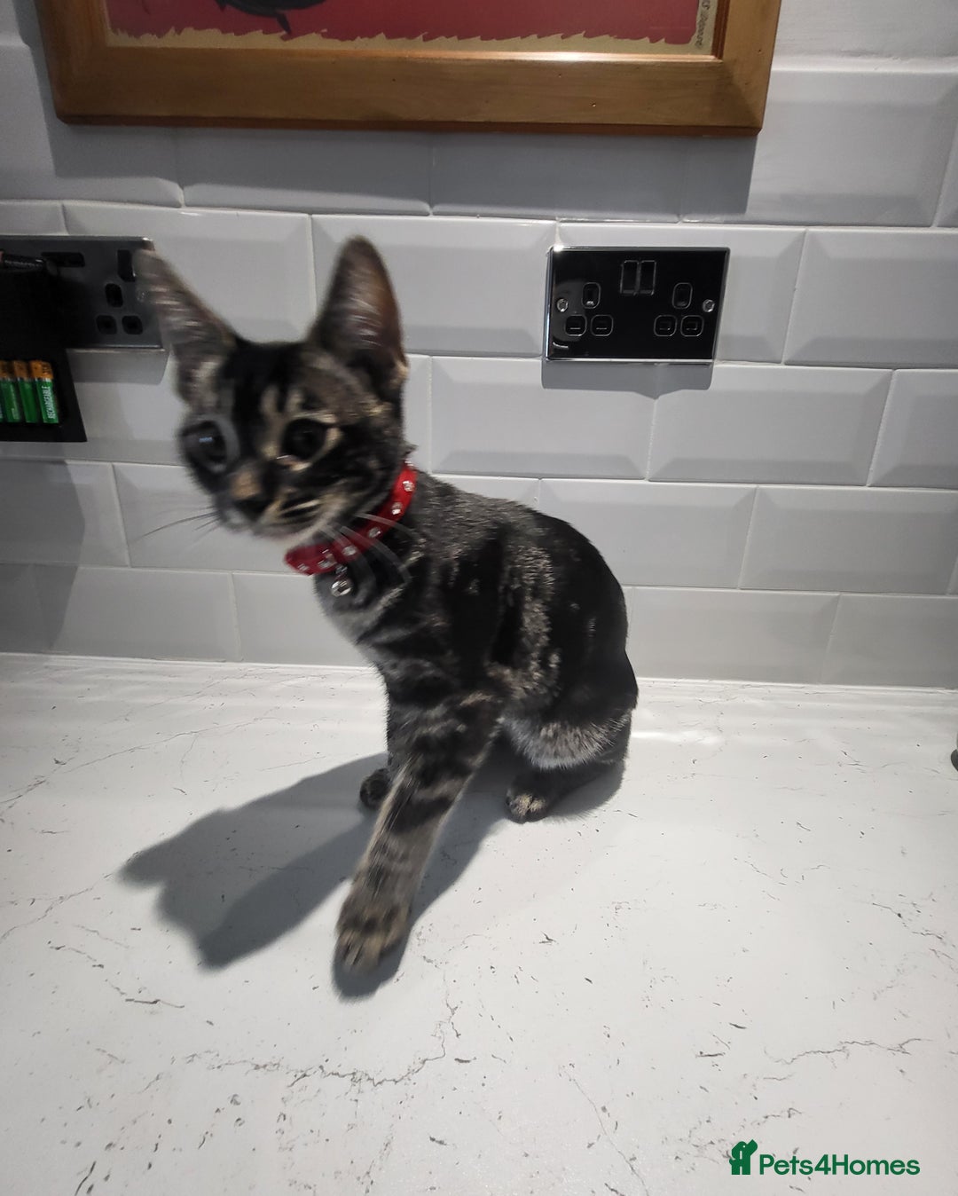 Mixed Breed cats for sale: Bengal cross - Image 2