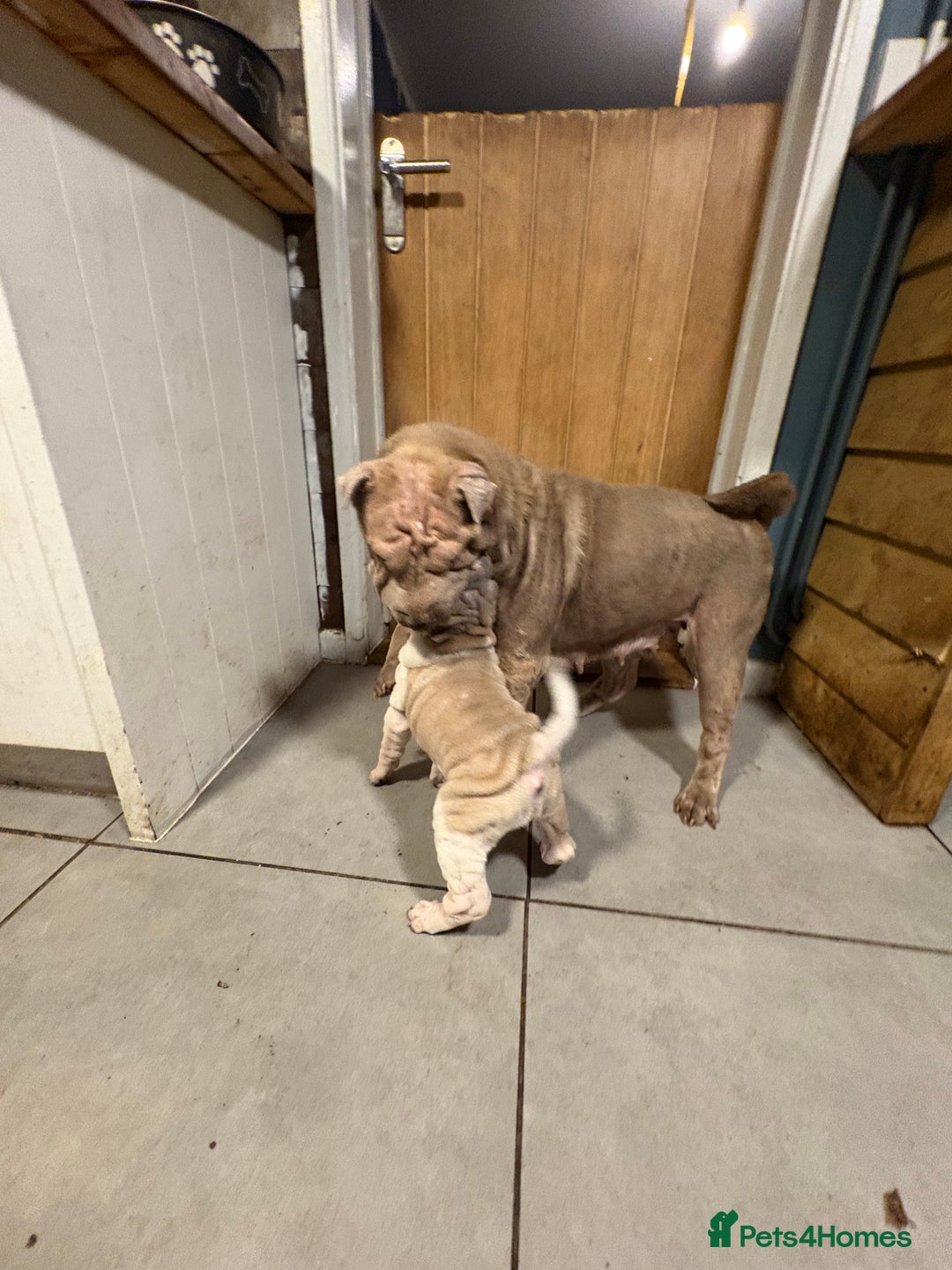 Shar Pei dogs for sale: 2 female shar-peis  - Image 6