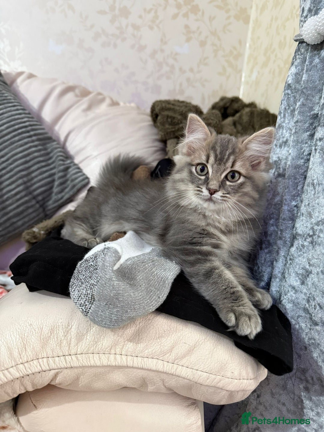Ragdoll cats for sale: Stunning ragdoll cross BSH kitten  - Advert 4