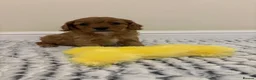 Cavapoo dogs for sale: Deep red cavapoos  - Advert 6