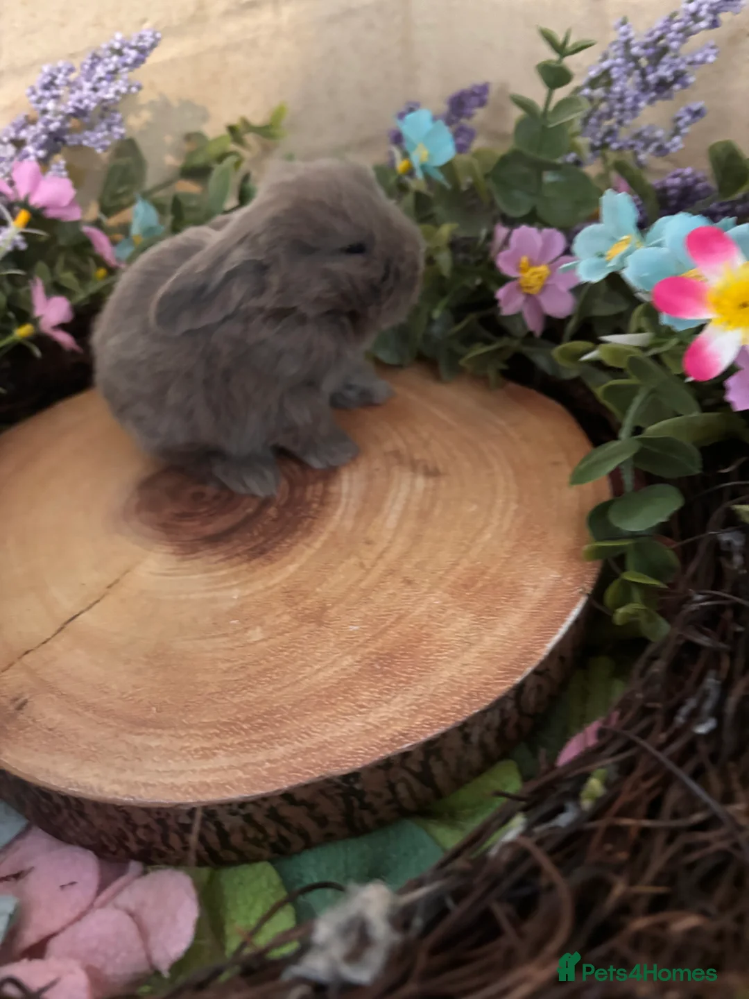 Mini Lop rabbits for sale: Mini lops  - Advert 4