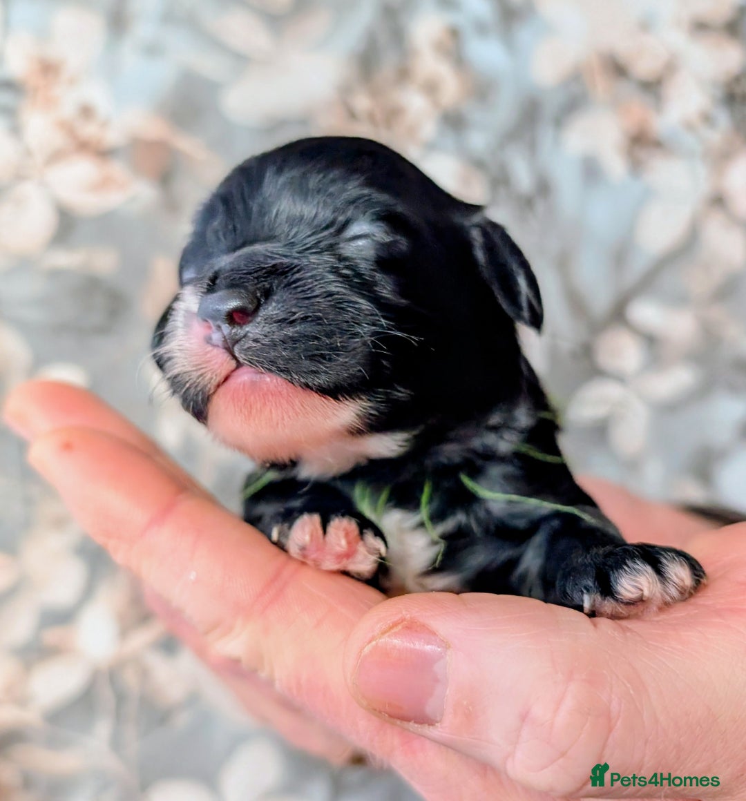 Toy Poodle dogs for sale: 🖤CAVAPOO BABIES🖤TESTED PARENTS! - Advert 13