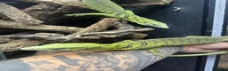 Monitor reptiles for sale: 1.1 yellow tree monitor pair - Advert 1