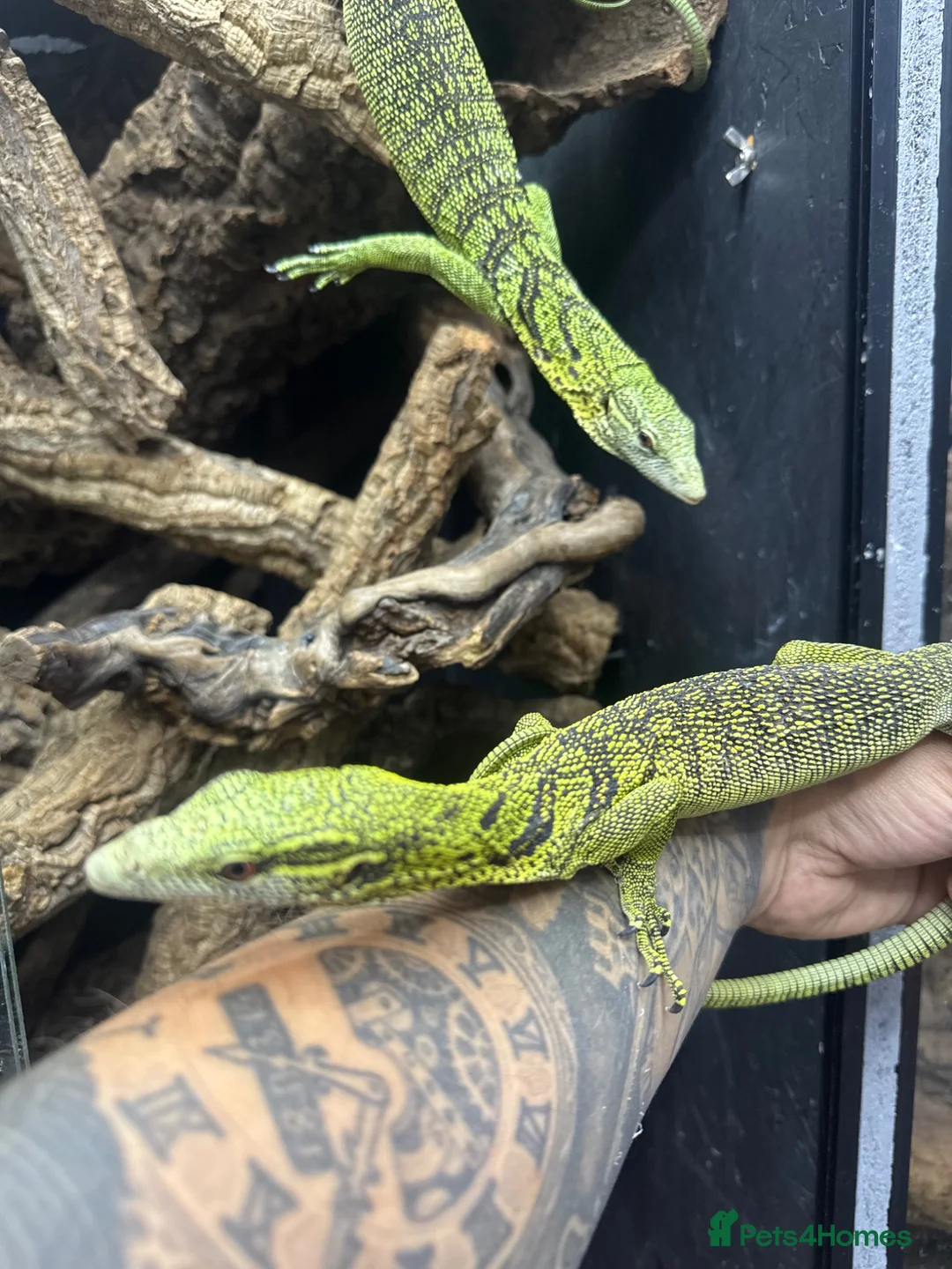 Monitor reptiles for sale: 1.1 yellow tree monitor pair - Advert 1