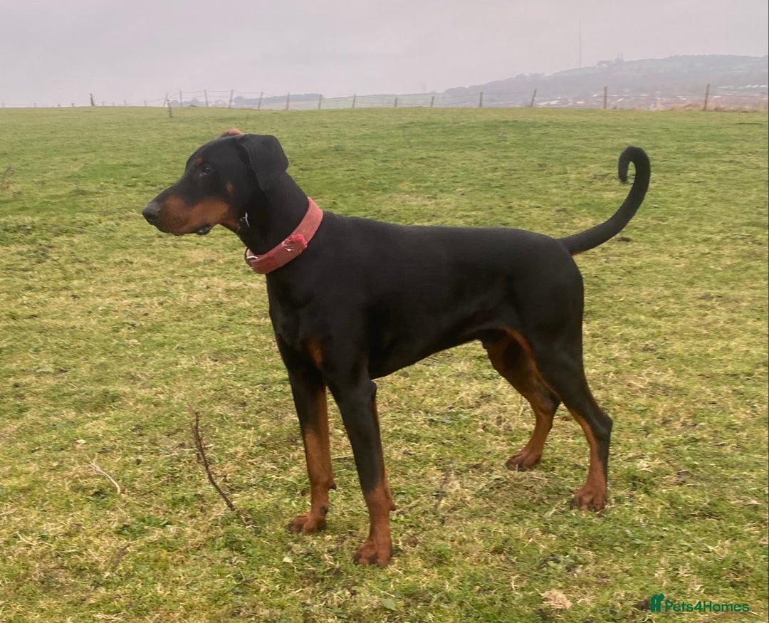 Dobermann dogs for stud: Dobermann for stud - Image 5