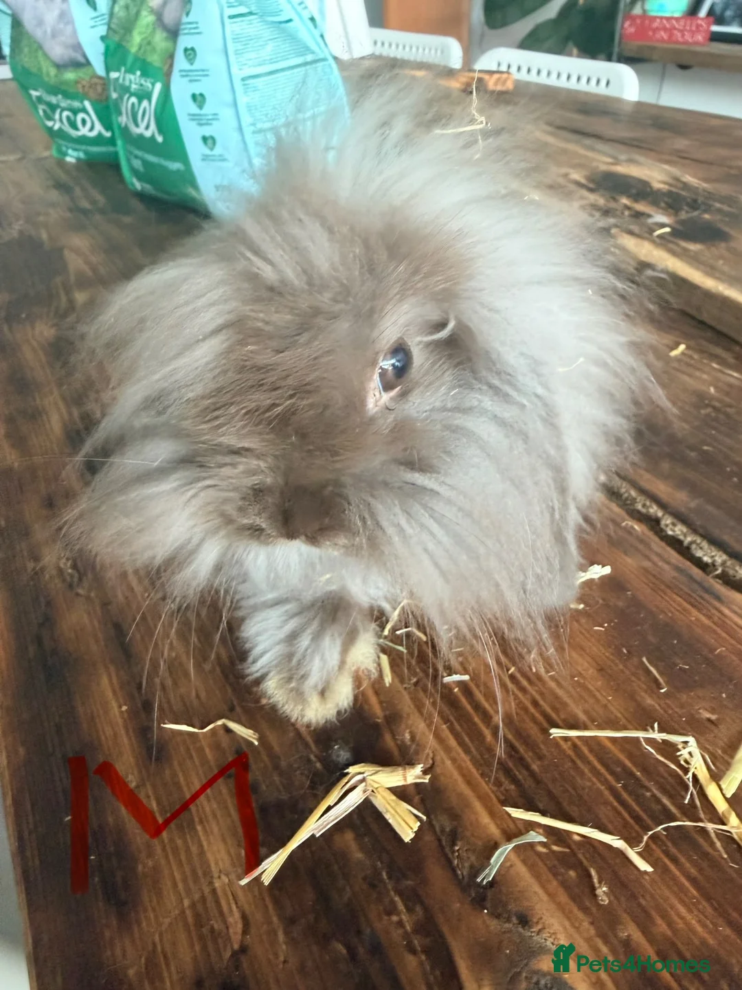 Mini Lion Lop rabbits for sale: Mini Lion Lop babies.  in Bognor Regis - Advert 1