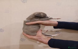 Whippet dogs for sale: Beautiful KC Reg Whippet Puppies - Advert 18