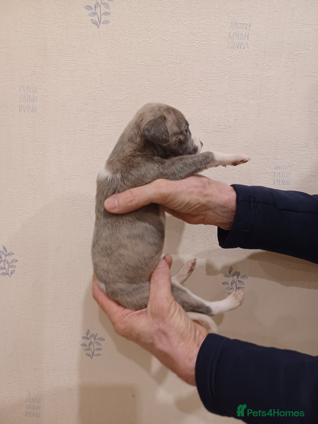 Whippet dogs for sale: Beautiful KC Reg Whippet Puppies - Advert 18