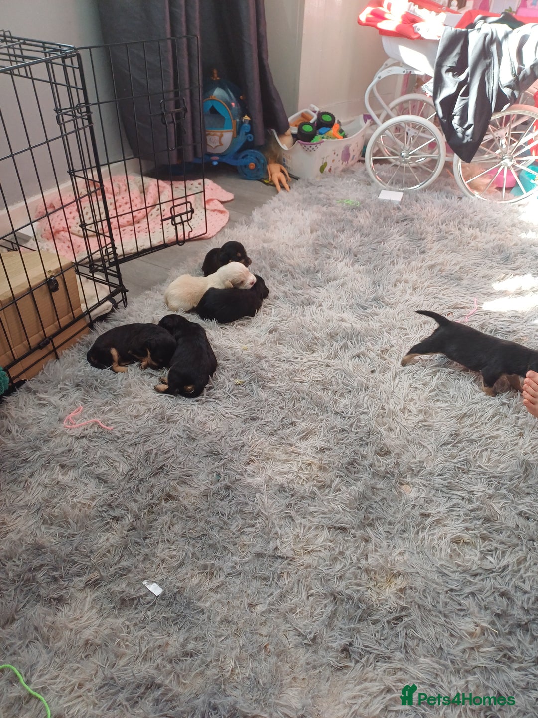Mixed Breed dogs for sale: Froodle pups for sale  - Image 16