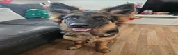 German Shepherd dogs for sale: 1 year old German Shepard in Paisley - Advert 6