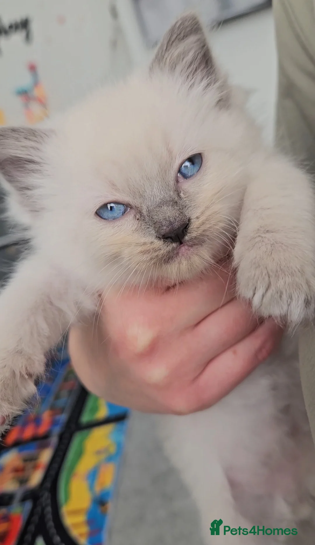 Ragdoll cats for sale: Microchipped Ragdoll - Blue Point *with everything - Advert 1