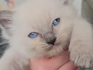 Ragdoll cats Microchipped Ragdoll - Blue Point *with everything - Advert 1