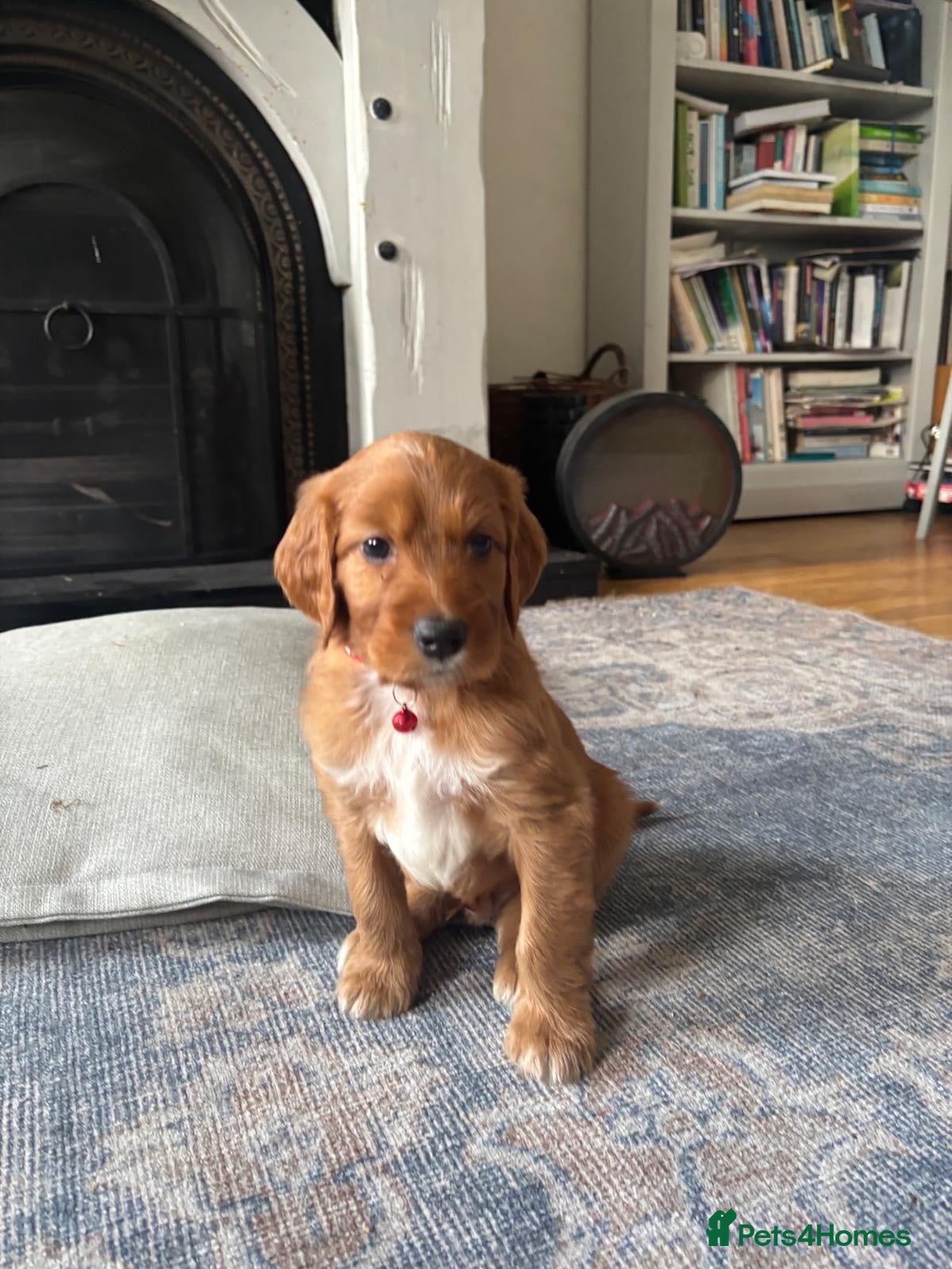 Irish Doodle dogs Irish Doodle Pups for sale  - Advert 1