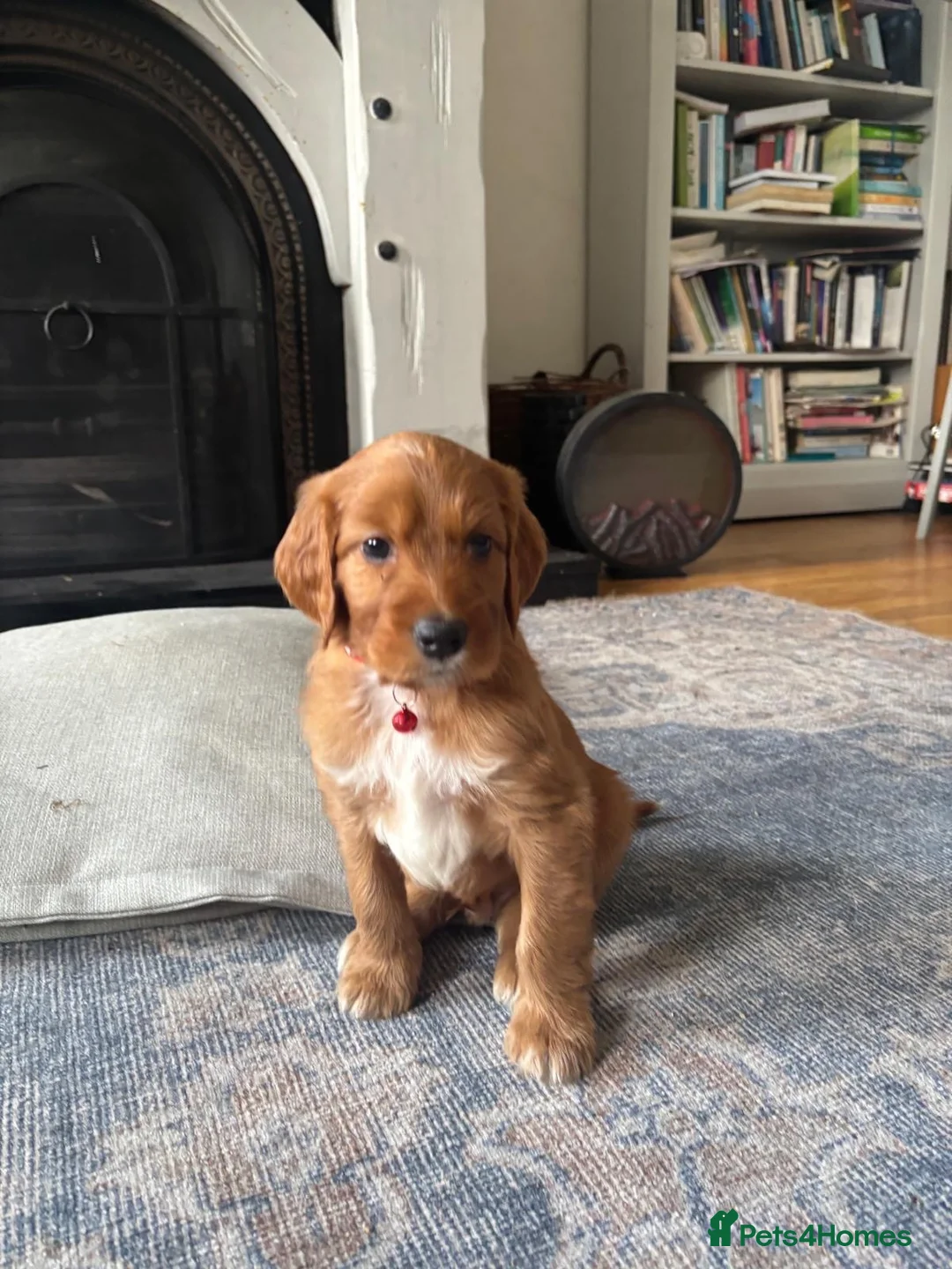 Irish Doodle dogs for sale: Irish Doodle Pups for sale  - Advert 1