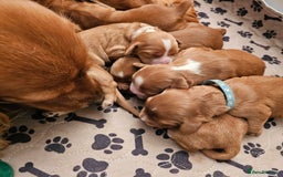 Mixed Breed dogs for sale: Cockalier/Springer Spaniel puppies ready for you! in London - Image 4