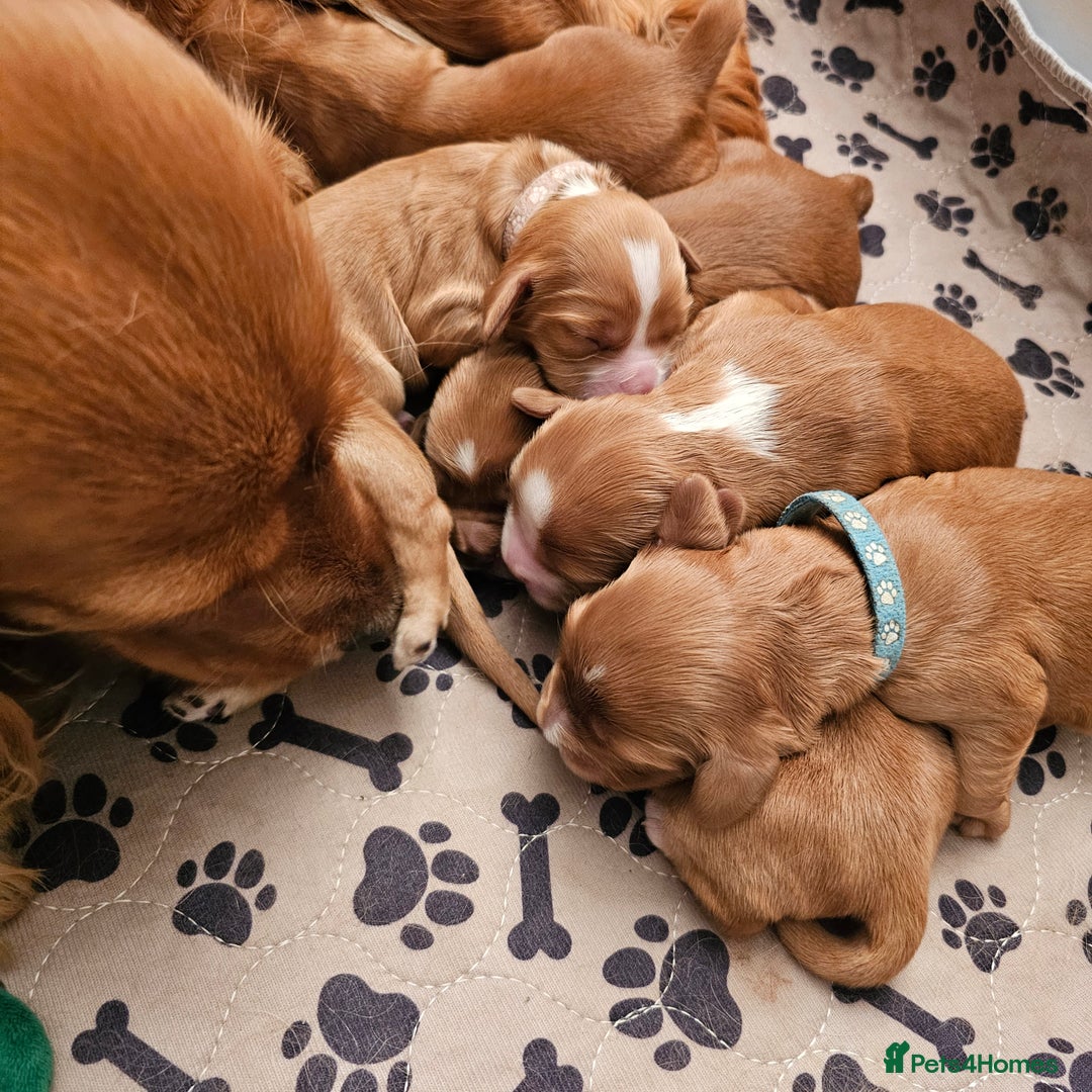 Mixed Breed dogs for sale: Cockalier/Springer Spaniel puppies ready for you! in London - Image 4