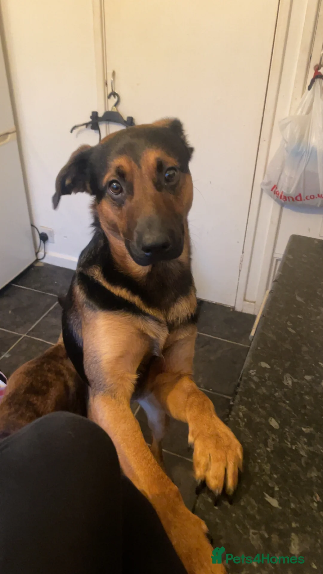 Mixed Breed dogs for sale: Allsation/Doberman male dog age 1 in Northallerton - Advert 2