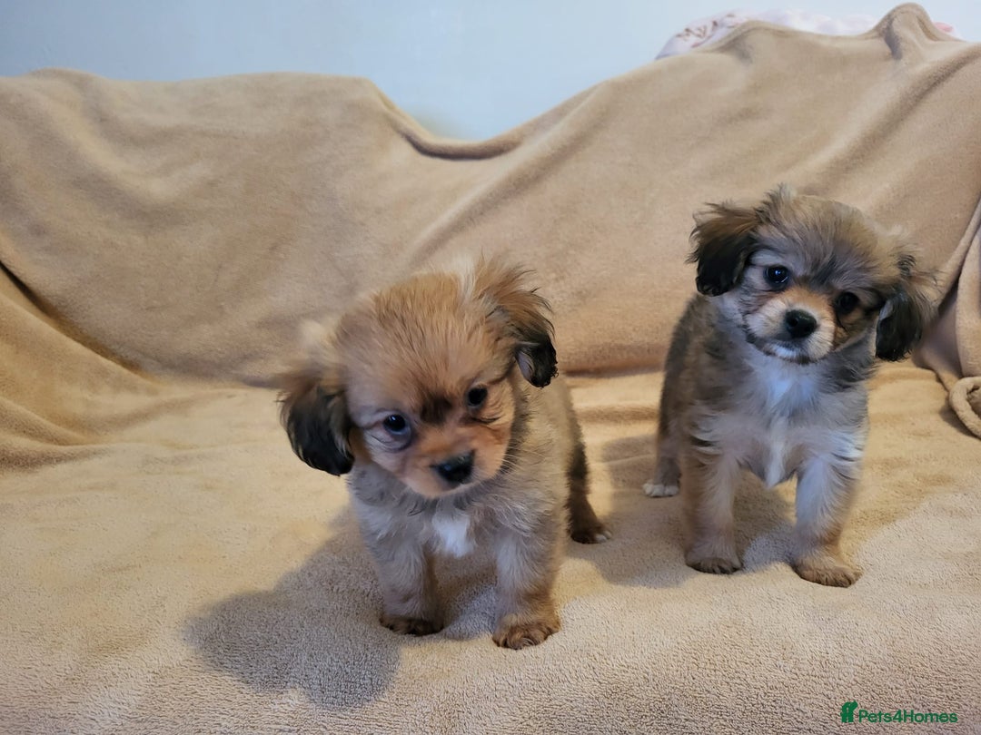 Mixed Breed dogs for sale: Cavalier king charles x pomeranian  - Advert 2