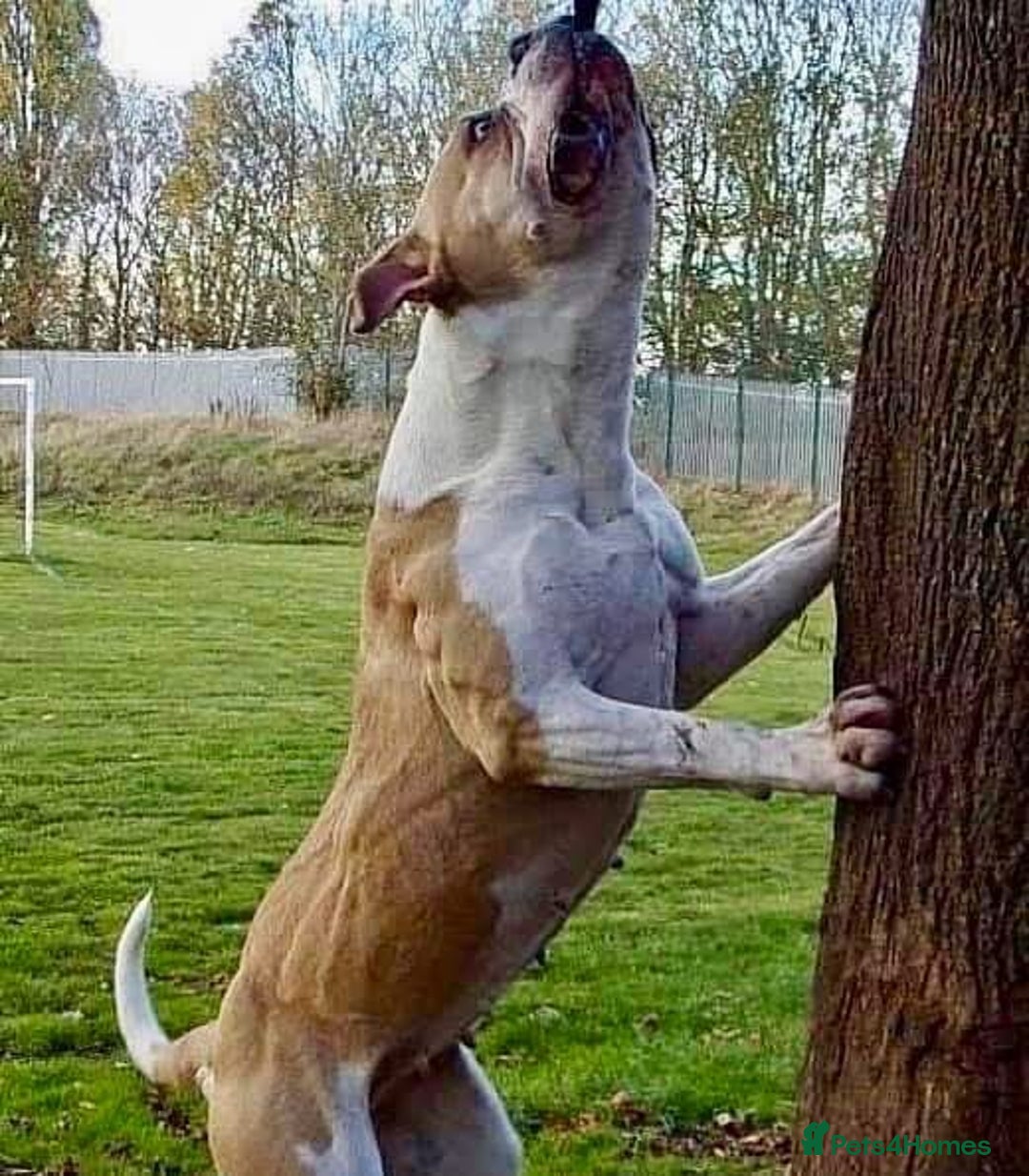 Alapaha Blue Blood Bulldog dogs for sale: SUPERB PICK OF LITTER PUP 5***** - Advert 18