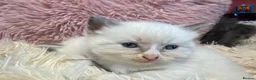 Ragdoll cats for sale: Adorable Ragdoll X Kittens - Advert 5