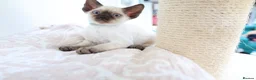 Devon Rex cats for sale: Devon rex kittens neutered  included in the price - Advert 10