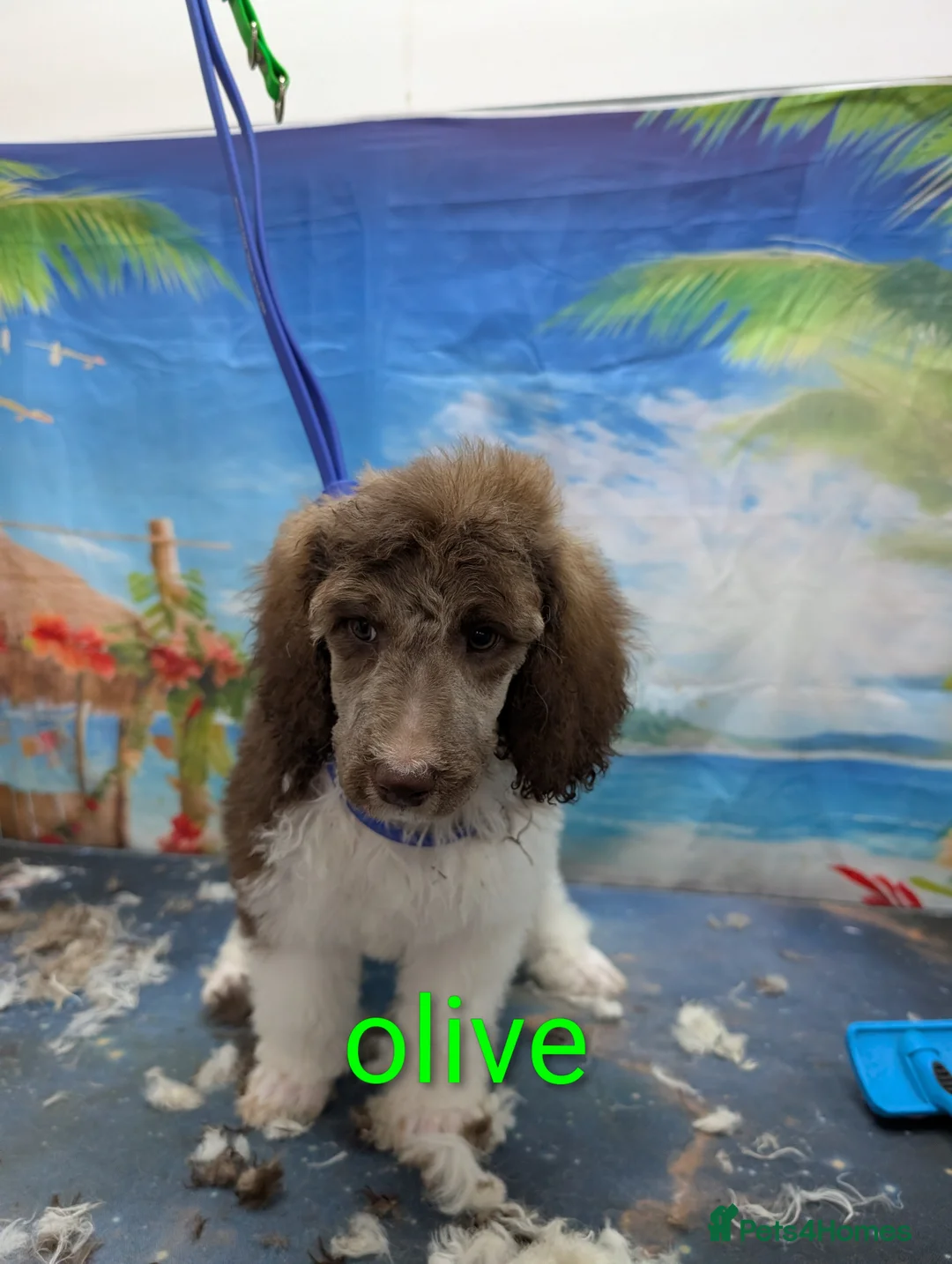 Standard Poodle dogs for sale: Beautiful brown/ white parti girl  - Advert 2