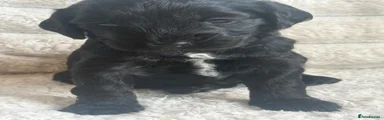Cockapoo 6