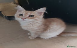 Maine Coon cats for sale: Maine coon x sphynx kittens - Image 1