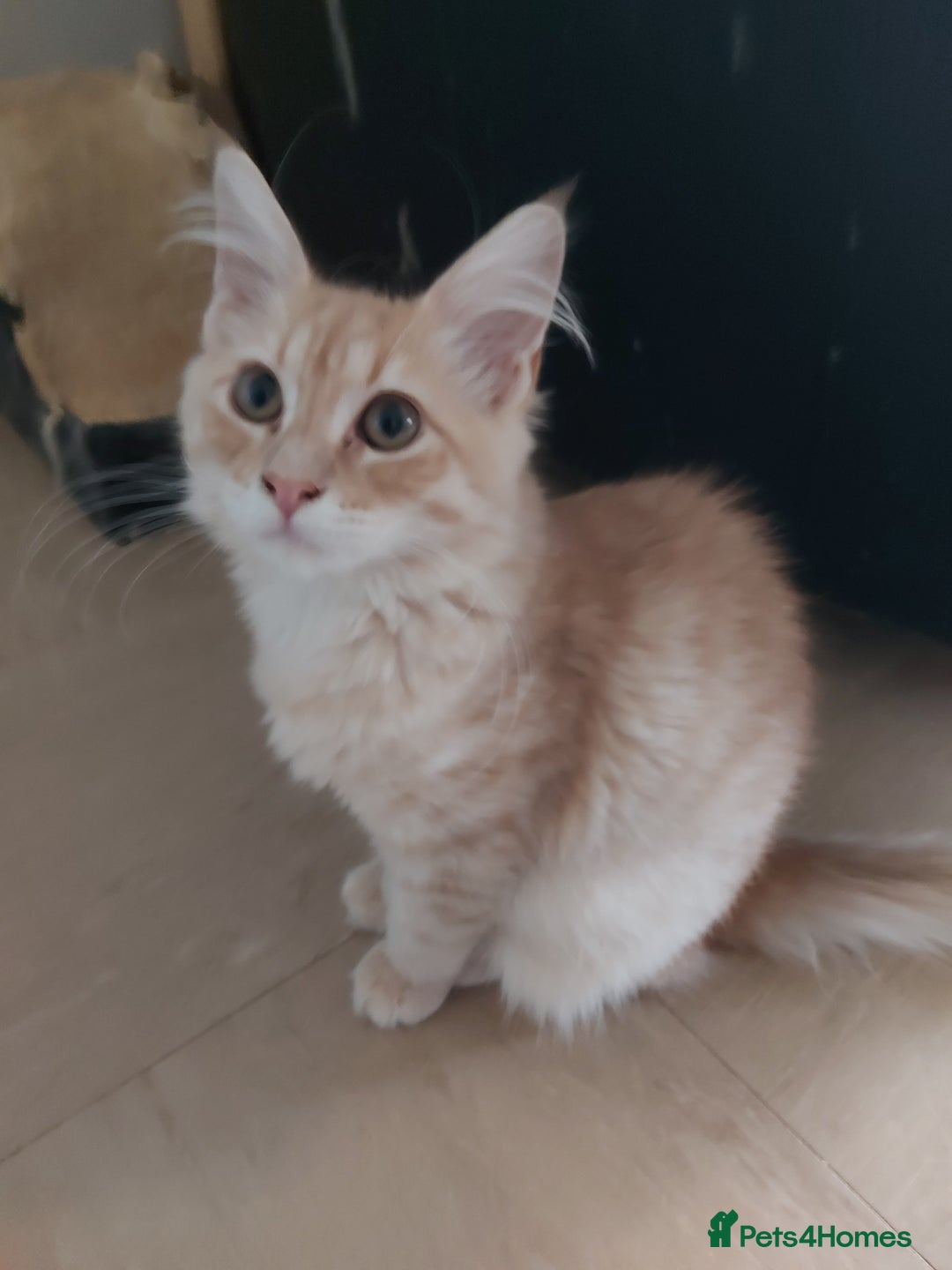 Maine Coon cats for sale: Maine coon x sphynx kittens - Image 1