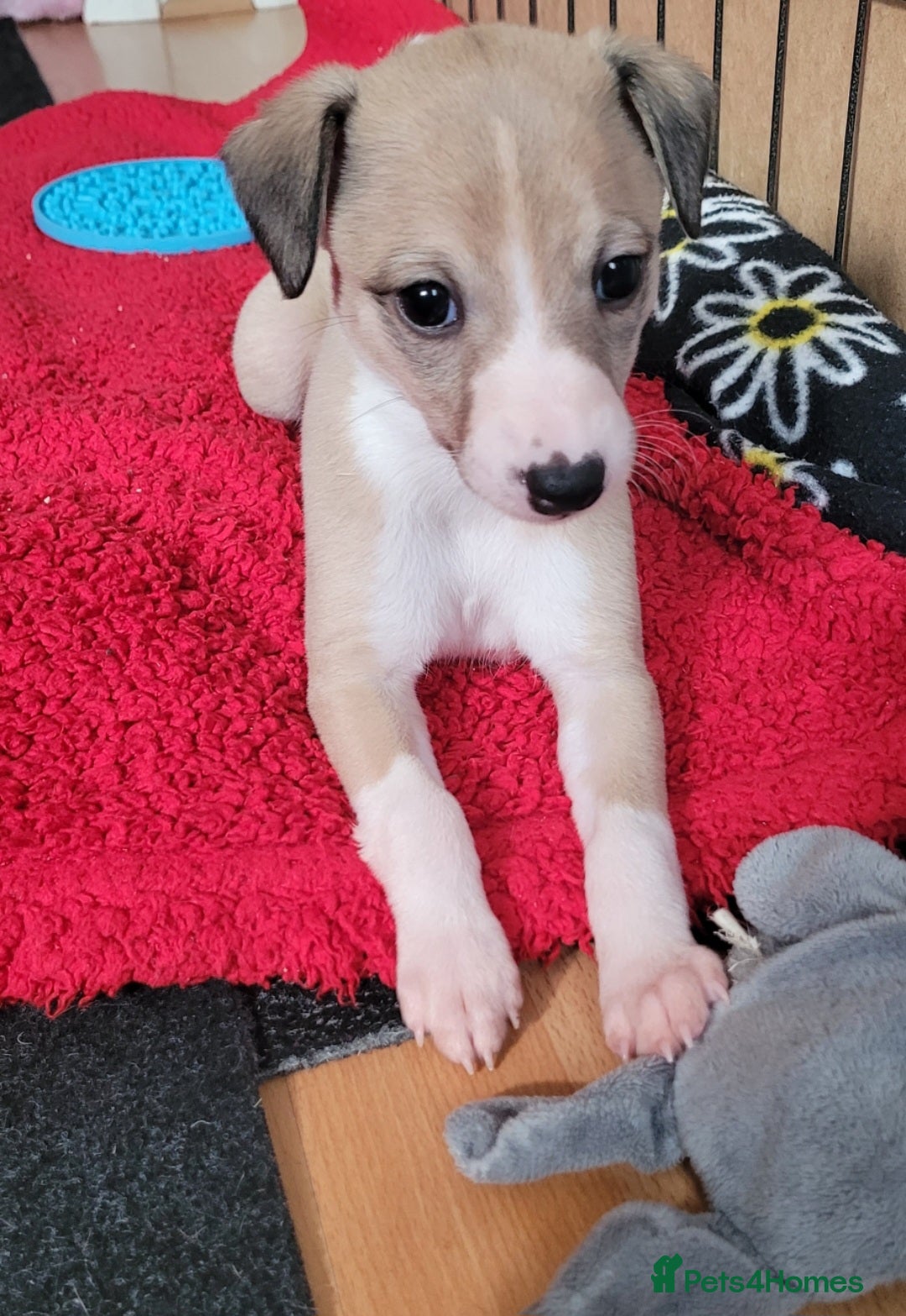 Whippet dogs RKC Registered Fawn female & male Whippet Puppies  - Advert 2