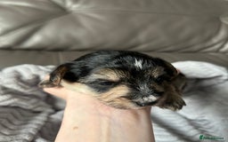 Mixed Breed dogs for sale: Maltipoo X Puppies For Sale 🐶🐾 - Image 4
