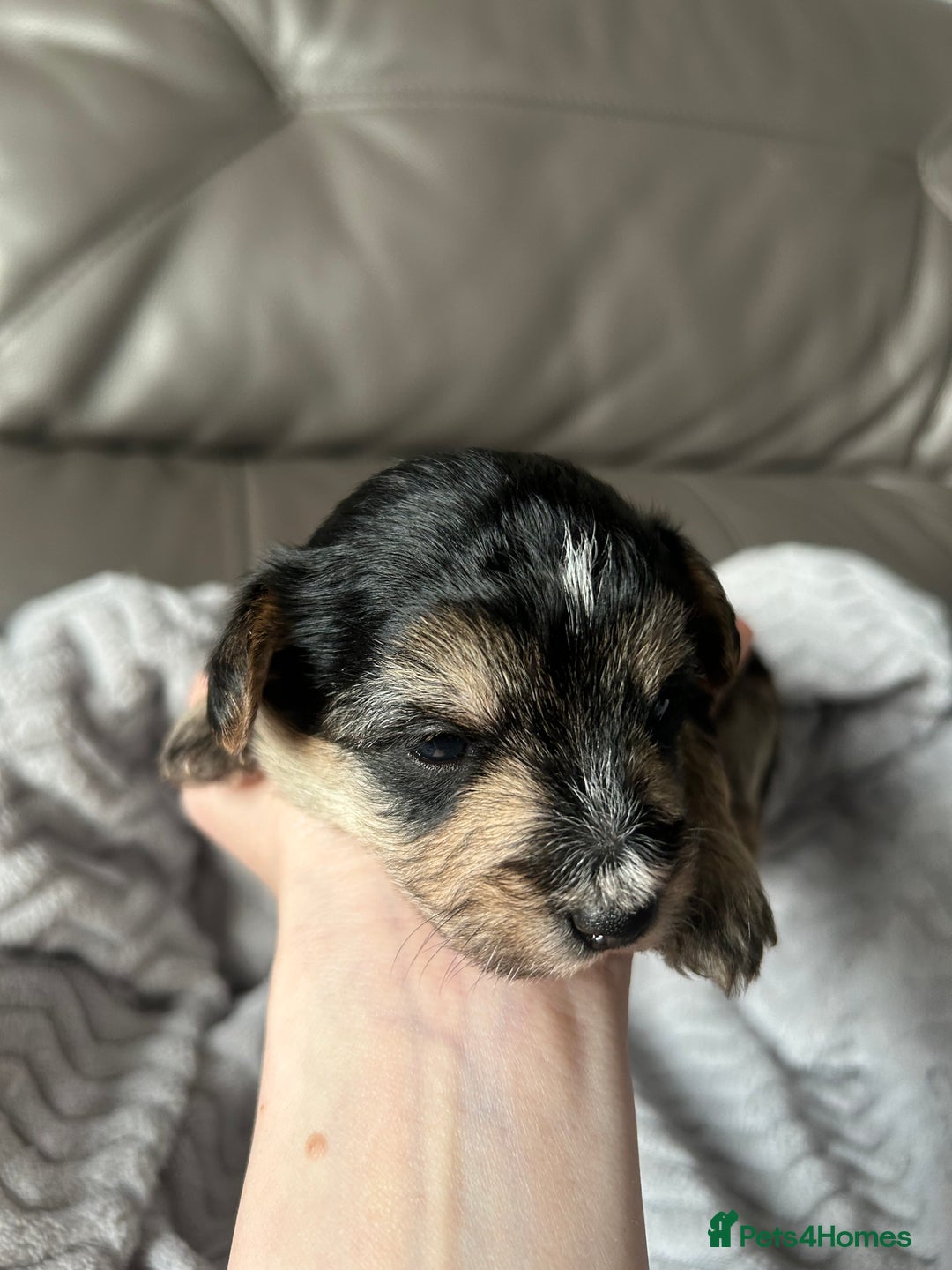 Mixed Breed dogs for sale: Maltipoo X Puppies For Sale 🐶🐾 - Image 4