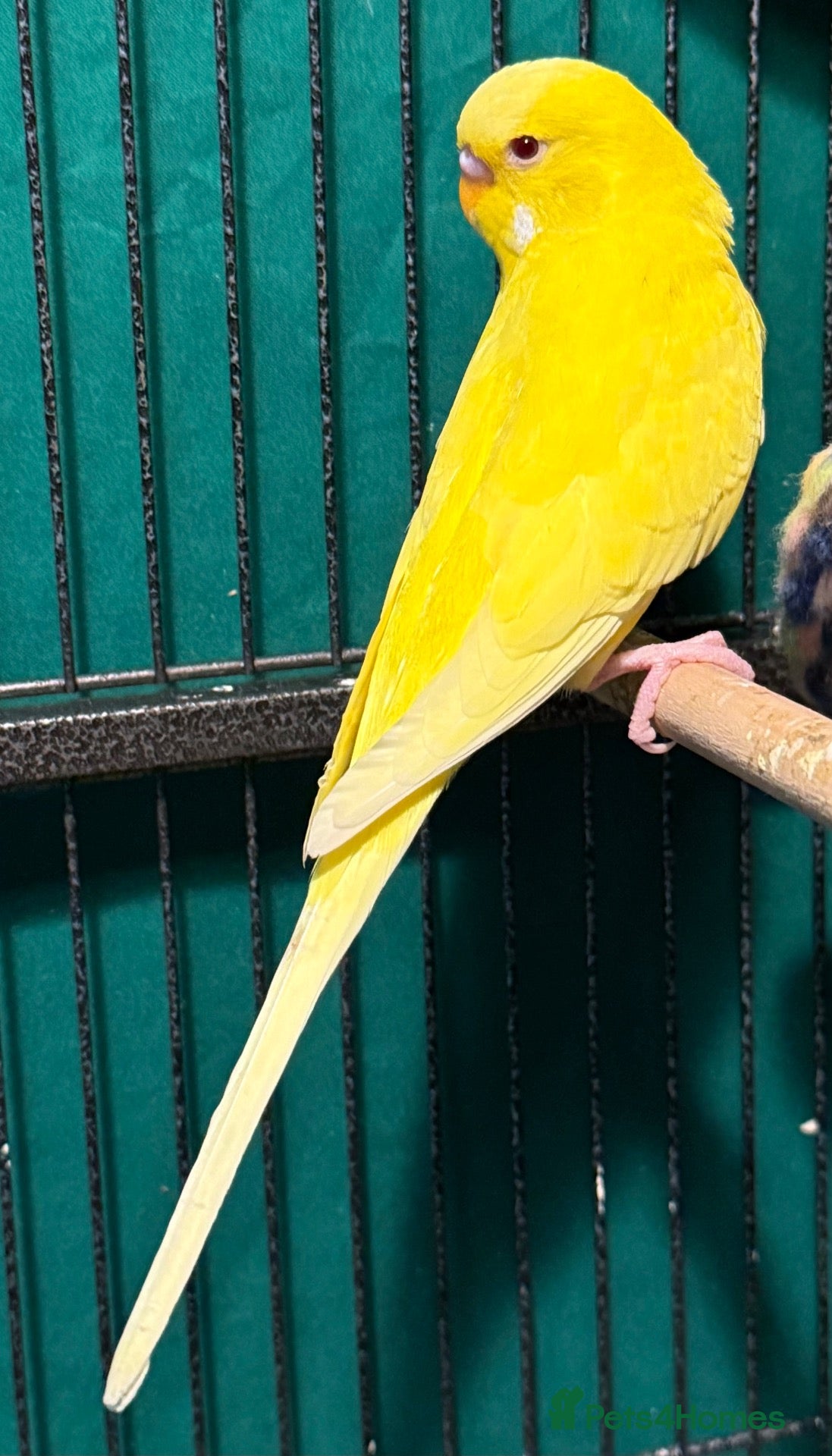 Budgerigars birds Beautiful Lutino boy & a Green Pied English girl  - Advert 2