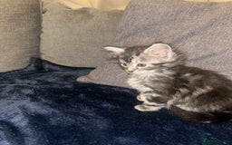 Mixed Breed cats for sale: Tabby cross Maine coon kittens   - Advert 10