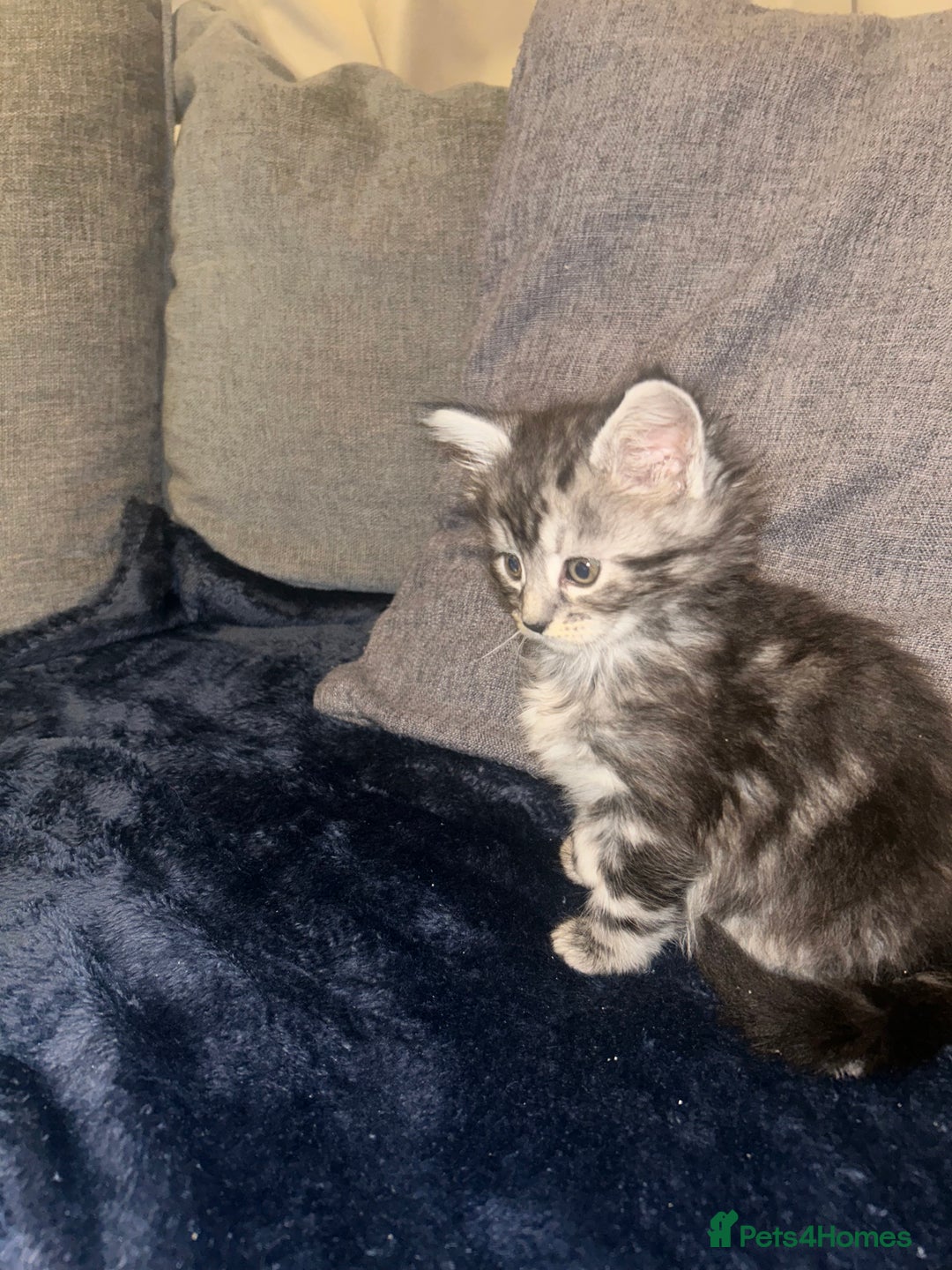 Mixed Breed cats for sale: Tabby cross Maine coon kittens   - Advert 10