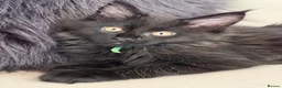 Maine Coon cats for sale: TICCA Registered Mainecoon Kittens  - Advert 6