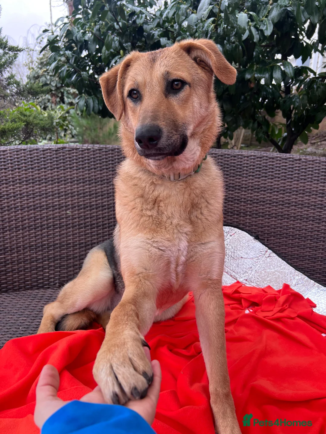 Anatolian Shepherd dogs for adoption: 6.5-Month-Old Anatolian Shepherd Mix Ready For You - Advert 1