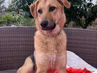 Anatolian Shepherd dogs 6.5-Month-Old Anatolian Shepherd Mix Ready For You - Advert 2