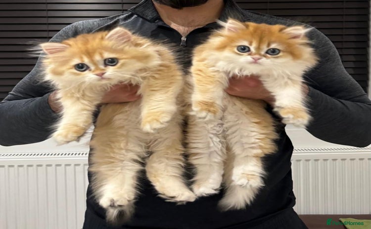 British Longhair cats - Advert 1