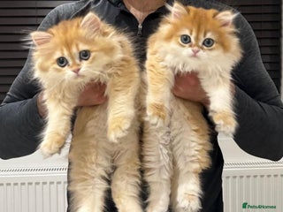 British Longhair cats - Advert 6