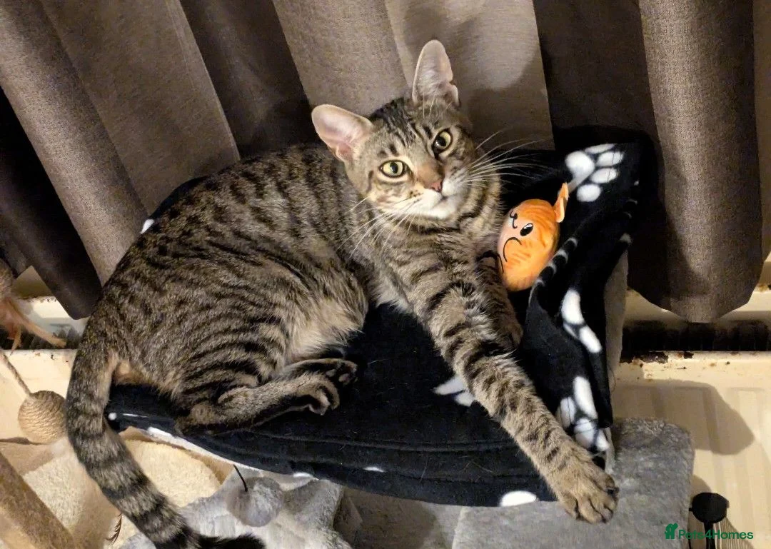 Bengal cats for sale: Friendly Adorable Bengal kittens  - Advert 2
