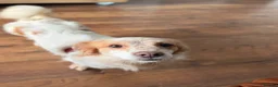Kokoni dogs for adoption: 🤎 MEET HAZELNUT (FINDIK)! 🐾 - Advert 3