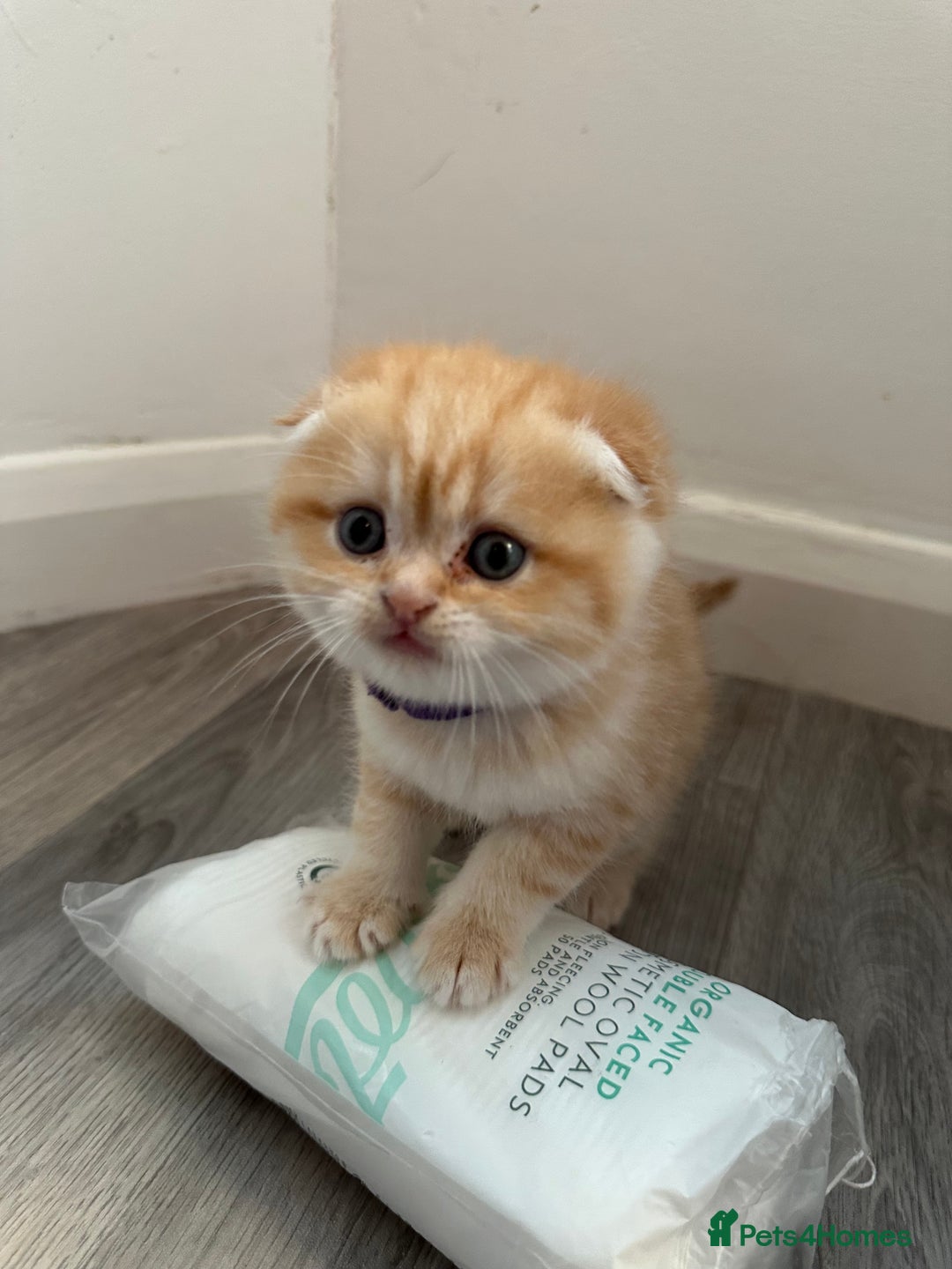 Scottish Fold cats for sale: Scottish fold Kitten Healthy &Loving - Advert 9