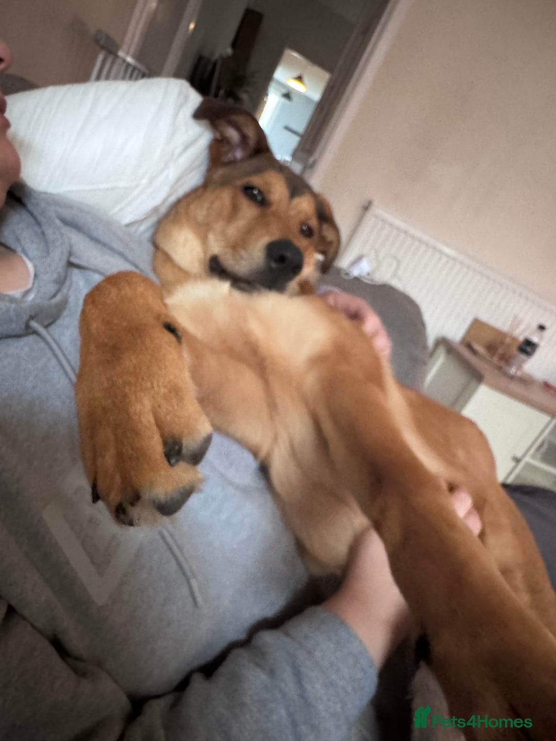 Mixed Breed dogs for sale: Loving and energetic  - Advert 2